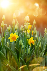 daffodils and tulips on a background of green gardens in the sunshine