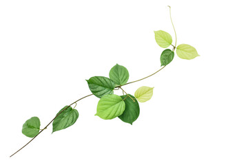 Green leaf isolated on white background with path