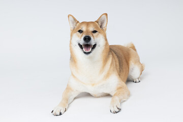 Shiba Inu cute dog on white background