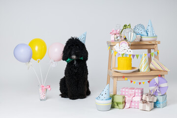 Black Toy poodle dog on white background, Dog Birthday