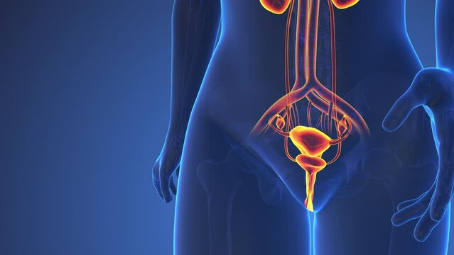 Anatomy Of Female Urinary System