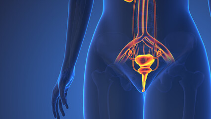 Anatomy Of Female Urinary System - obrazy, fototapety, plakaty