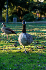 Canadian geese on grass field in park