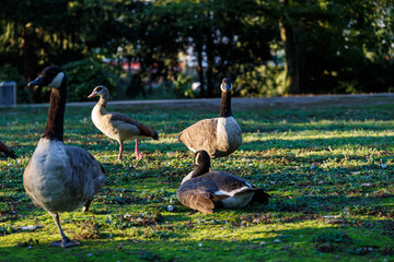 Canadian geese on grass field in park