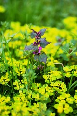 Many yellow Chrysosplenium alternifolium and one purple Lamium purpureum.