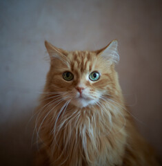 dim portrait of ginger cat with huge whiskers