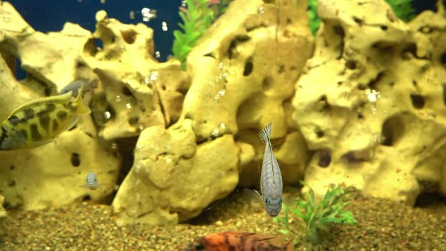 Colourfull fishes in the aquarium. Domestic fish swims. A pet. Underwater world at home.