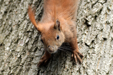 redsquirrels