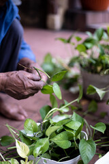 Male gardener planting green. Ecology and gardening concept. Close up photo