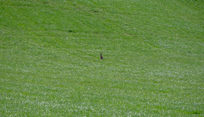 A solitary hare in the middle of a field