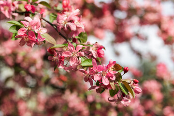 Close up of branch of cherry blossoms. Hanami spring season