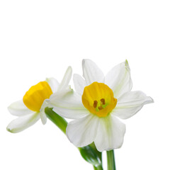 daffodils isolated on white background