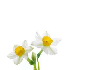 Naklejka na ściany i meble daffodils isolated on white background