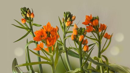 Ornithogalum Dubium or  Star-of-Bethlehem on a gray background.