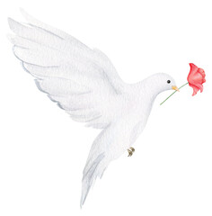 Hand drawn white dove with red poppy flower. Watercolor design element for Remembrance Day, Anzac Day.