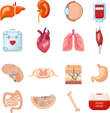 Donate organs icons set cartoon vector. Human donor. Medical time