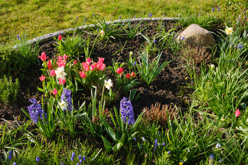 Frühlingsblumen im Garten, Tulpen, Hyazinthen