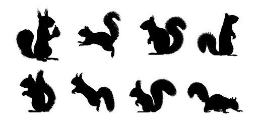 Obraz na płótnie Canvas set of squirrel silhouettes in various poses