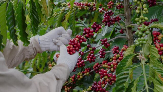 A hand model with gloves is harvesting fresh coffee berries on the coffee tree. Coffee berries increasing brain function to boosting immunity