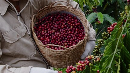 The farmer is holding a bamboo basket containing coffee berries and he is harvesting fresh coffee berries on the tree. Product promotion made from coffee