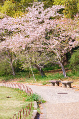 桜のある穏やかな風景