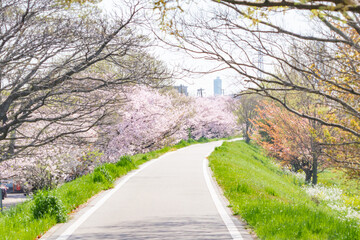 Obraz premium 桜並木