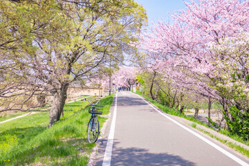 Naklejka premium 桜並木