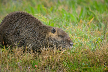 A nutria walking near water and looking for food