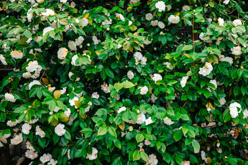 Full texture of a green bush with white flowers.