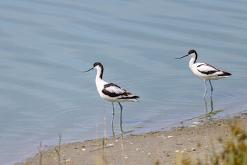 A group of Pied Avocets walking near water sunny day