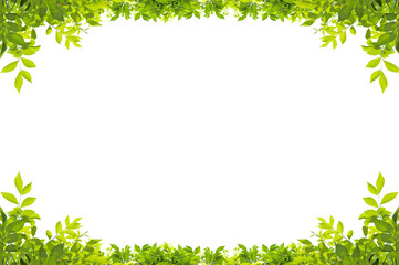 Fototapeta na wymiar Green leaves Plant isolated