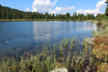 Fototapeta na wymiar Shore of a lake with ripples of water in a coniferous forest at sunny summer day. 