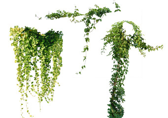 Green leaves Plant isolated