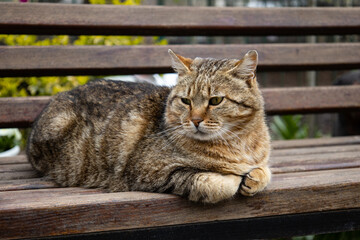 A fluffy street cat lies on a wooden bench in the park. Homeless brown cat looks away. Fat cat close-up in the spring on the street.