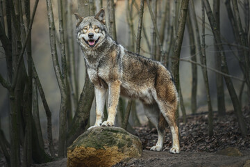 European wolf (Canis lupus) standing on rock in the forest and looking at the camera - obrazy, fototapety, plakaty
