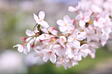 Fototapeta na wymiar 桜が咲いた