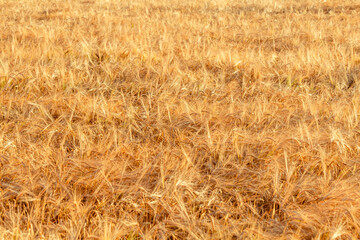 ears of yellow wheat field