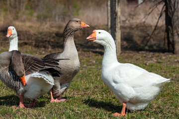 A group of geese are walking in a field.
