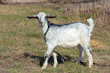 A young goat is grazing in the meadow. Close-up.