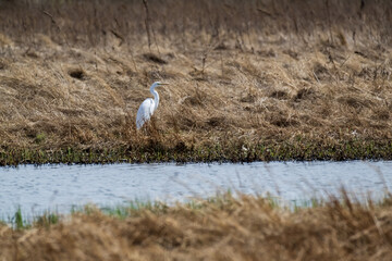 Great egret  in the marsh