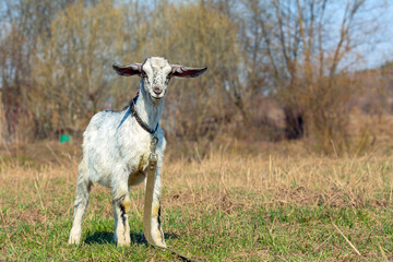A young goat is grazing in the meadow. Close-up.