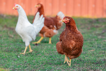 Chickens on a farm with a fence in the background