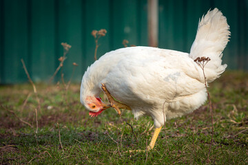 White chicken close-up on a background of grass.