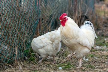 Chickens on a farm with a fence in the background