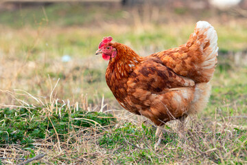 red chicken in a field with grass