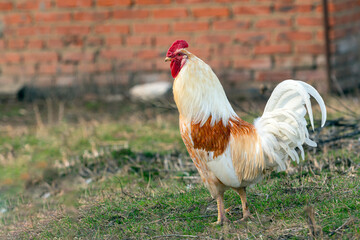 A white and brown rooster stands in a field.