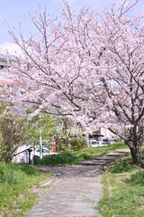 満開の桜