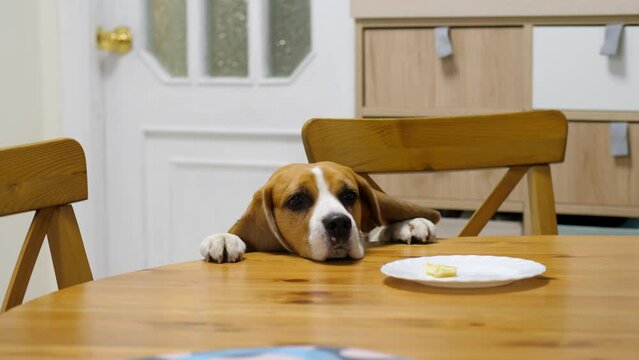Funny dog try to steal piece of food, try to reach plate by paw, but quickly give up. Beagle put head on table, stand and look with sad eyes. Small snack lie leftover on dish