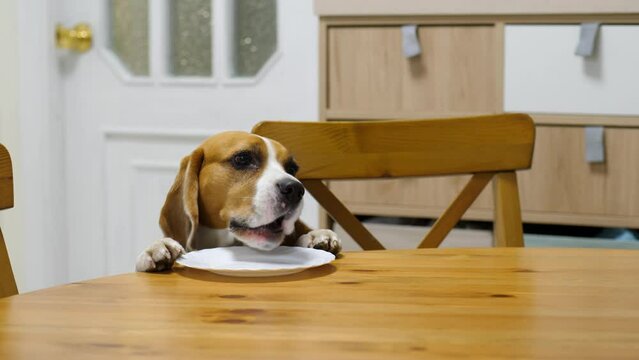 What a petty thief! Hilarious dog pull plate close to table edge and snatch food leftovers. Smart beagle know where to find small snack, check table when nobody at dining room