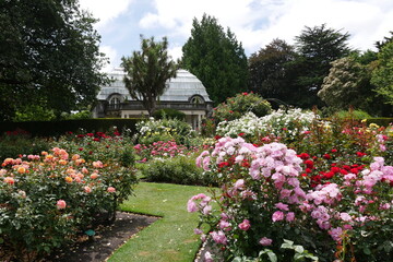 Blumen bzw Rosen im Rosengarten Botanischen Garten Christchurch